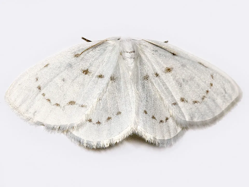 Northern Eudeilinia Moth - photo 2