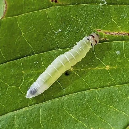 Northern Eudeilinia Moth - photo 4