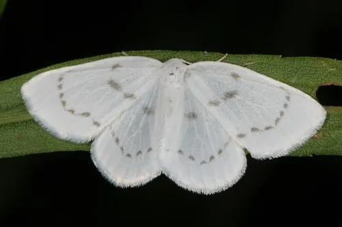 Northern Eudeilinia Moth - photo 5