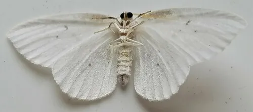 Northern Eudeilinia Moth - photo 6
