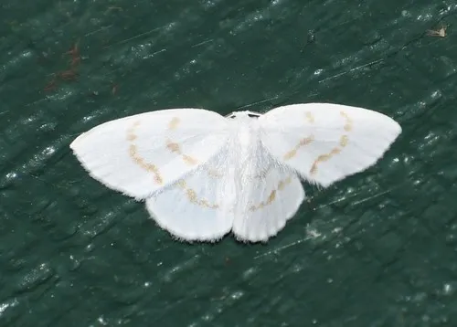 Northern Eudeilinia Moth - photo 7