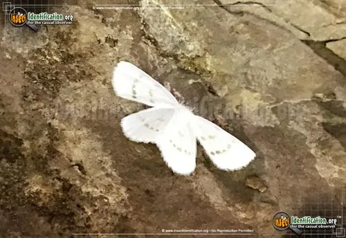 Northern Eudeilinia Moth - photo 8