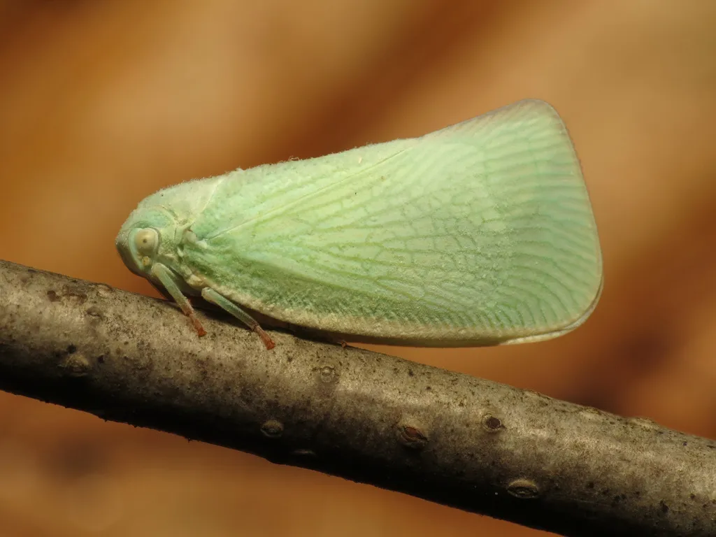 Northern Flatid Planthopper - photo 2