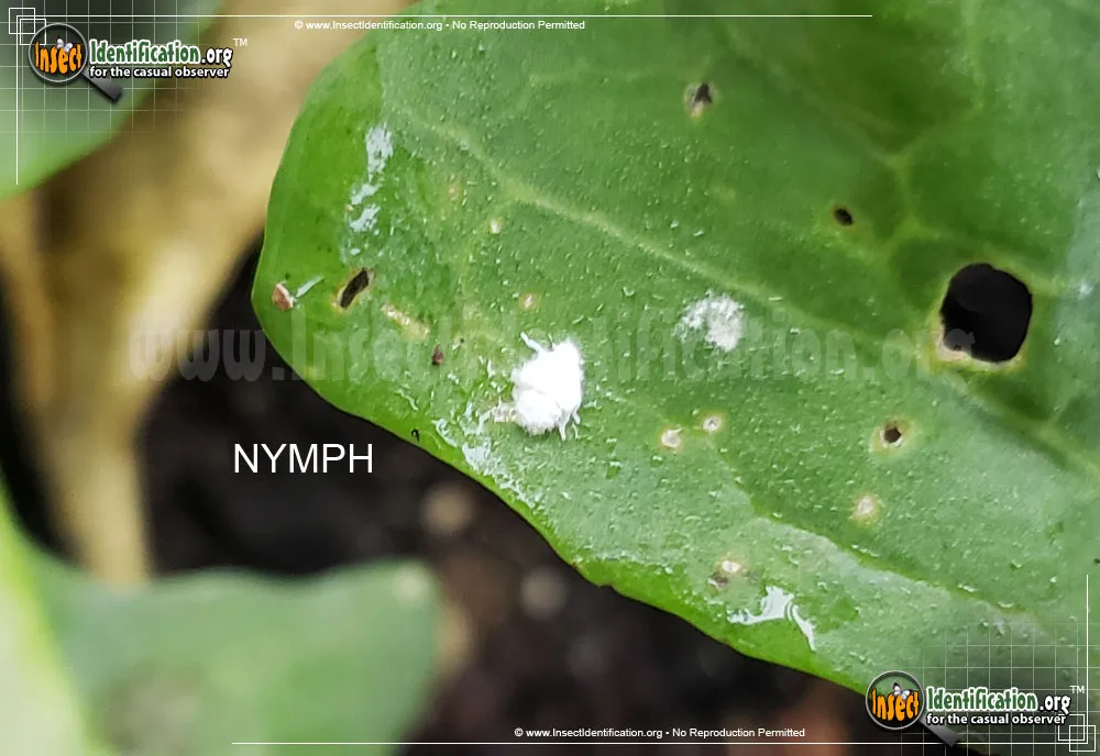 Northern Flatid Planthopper - photo 5