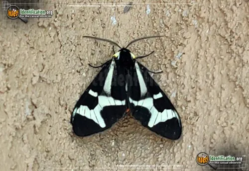 Northern Giant Flag Moth - photo 2