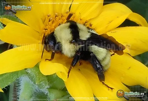 Northern Golden Bumble Bee - photo 2