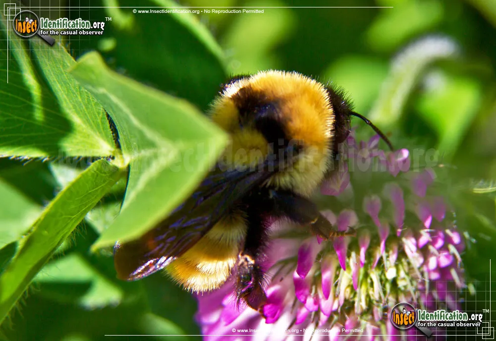 Northern Golden Bumble Bee - photo 3