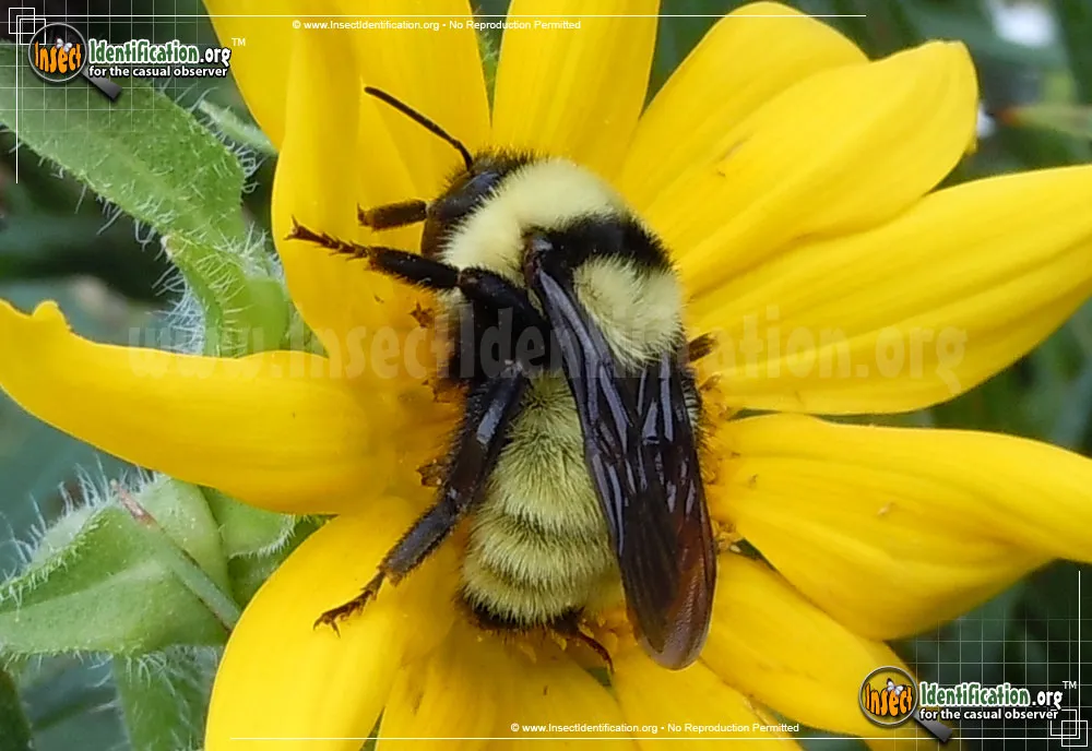Northern Golden Bumble Bee - photo 5