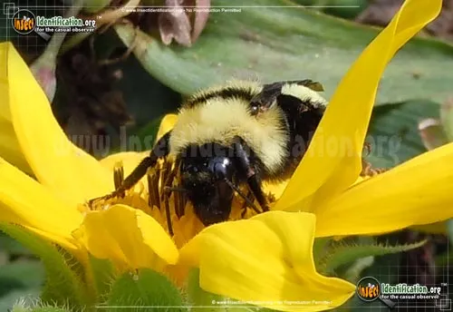 Northern Golden Bumble Bee - photo 8