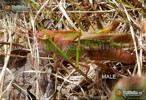 Northern Green-striped Grasshopper - photo 2