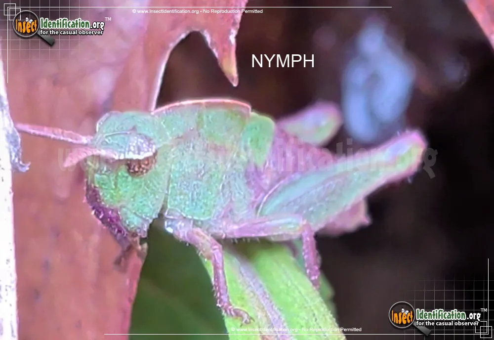Northern Green-striped Grasshopper - photo 3