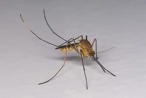 Northern House Mosquito