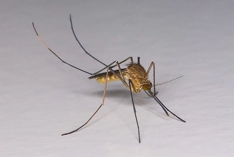 Northern House Mosquito - photo 2