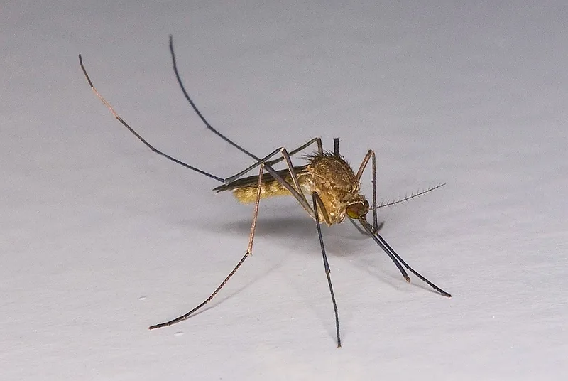 Northern House Mosquito - photo 3