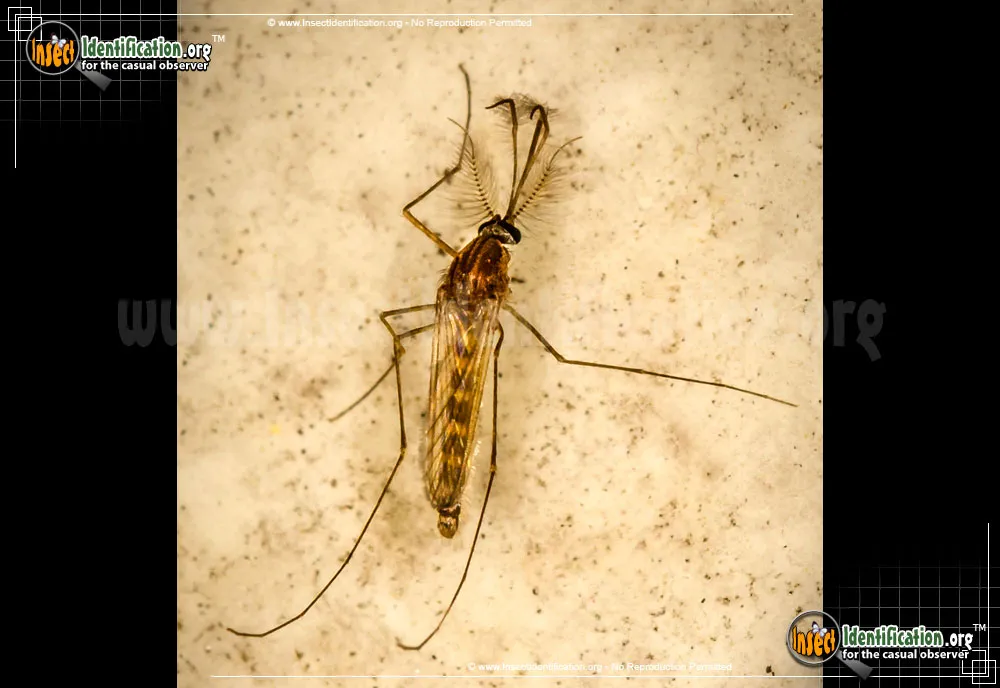 Northern House Mosquito - photo 4