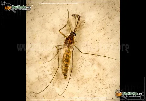 Northern House Mosquito - photo 5