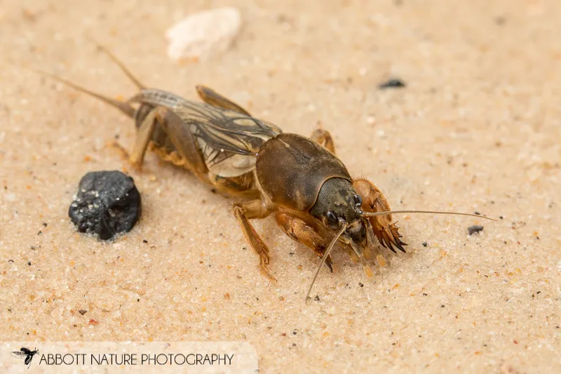 Northern Mole Cricket - photo 3