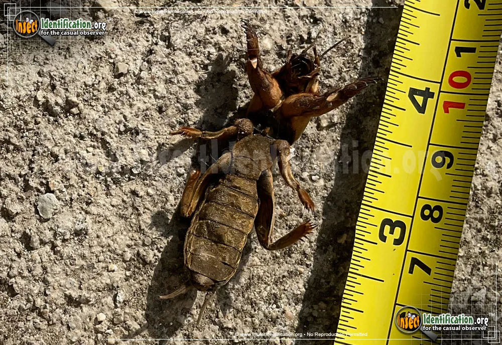 Northern Mole Cricket - photo 4