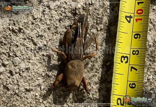Northern Mole Cricket - photo 5