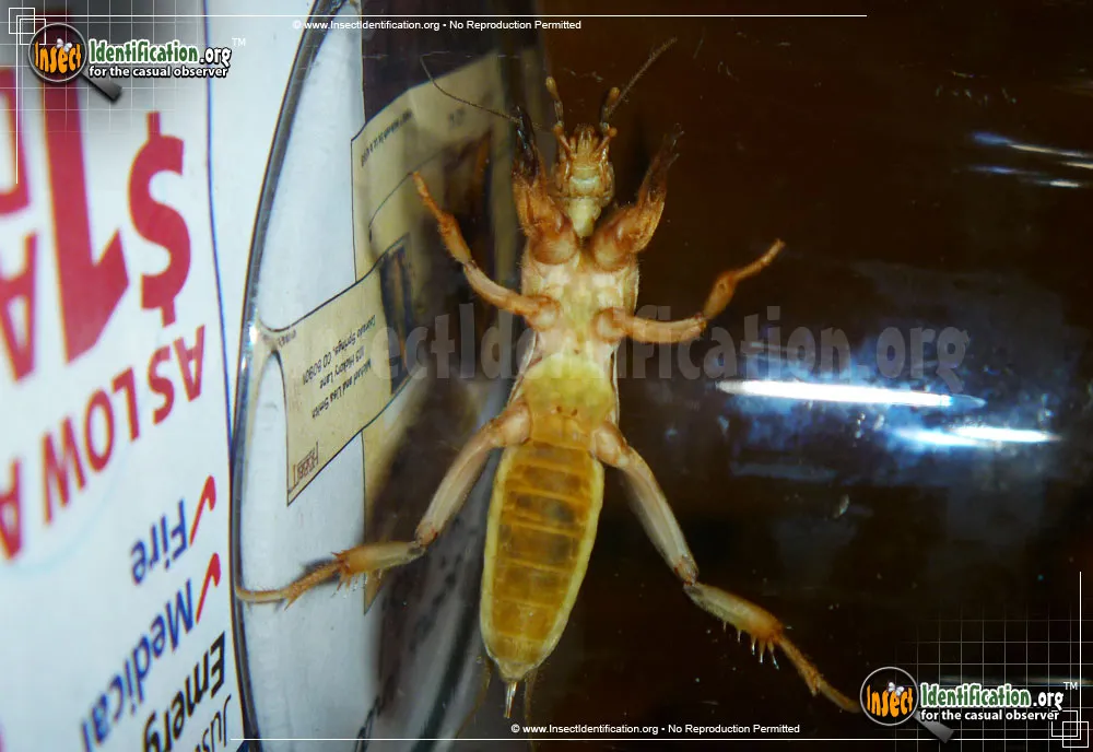 Northern Mole Cricket - photo 6
