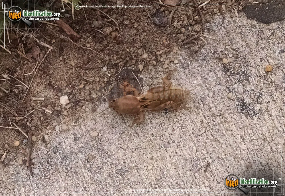 Northern Mole Cricket - photo 8