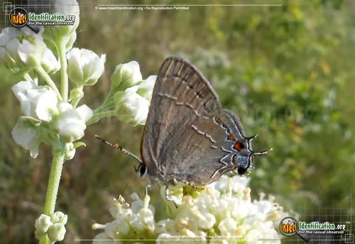Northern Oak Hairstreak - photo 2