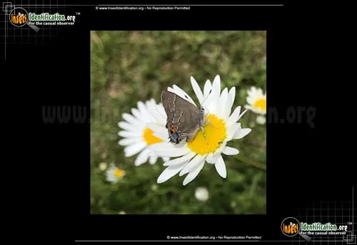 Northern Oak Hairstreak - photo 4
