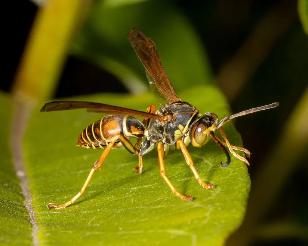 Northern Paper Wasp - photo 2