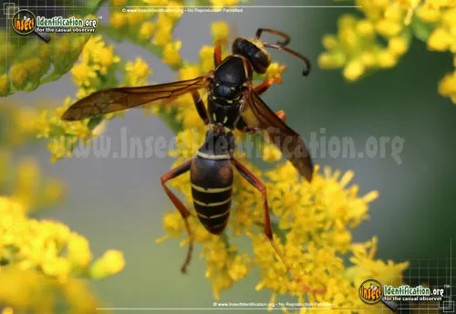 Northern Paper Wasp - photo 3