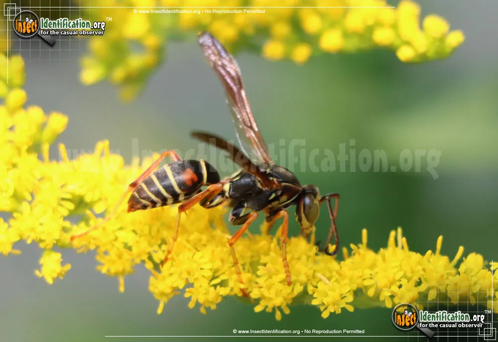 Northern Paper Wasp - photo 4
