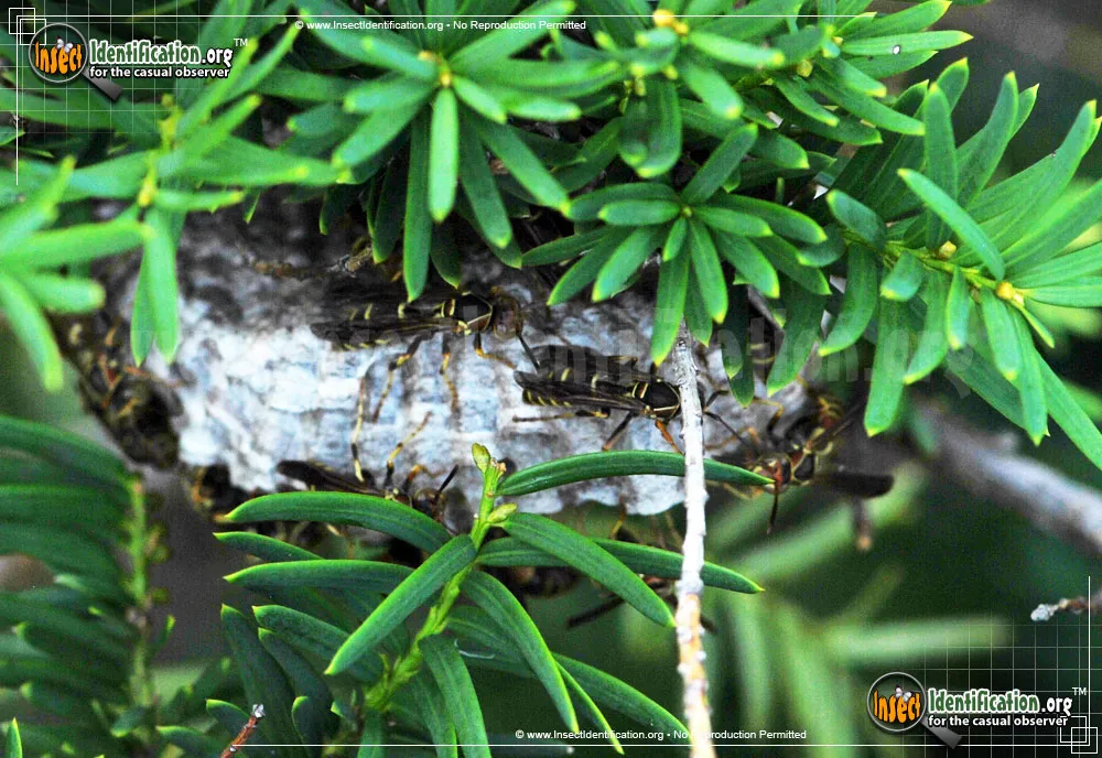Northern Paper Wasp - photo 5