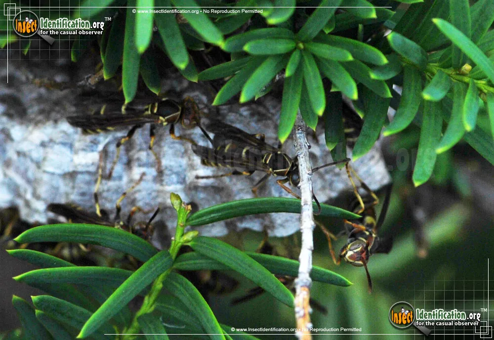 Northern Paper Wasp - photo 6