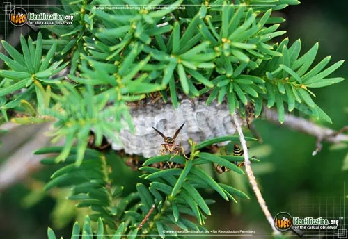 Northern Paper Wasp - photo 7