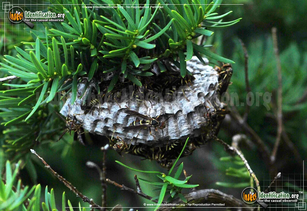 Northern Paper Wasp - photo 8