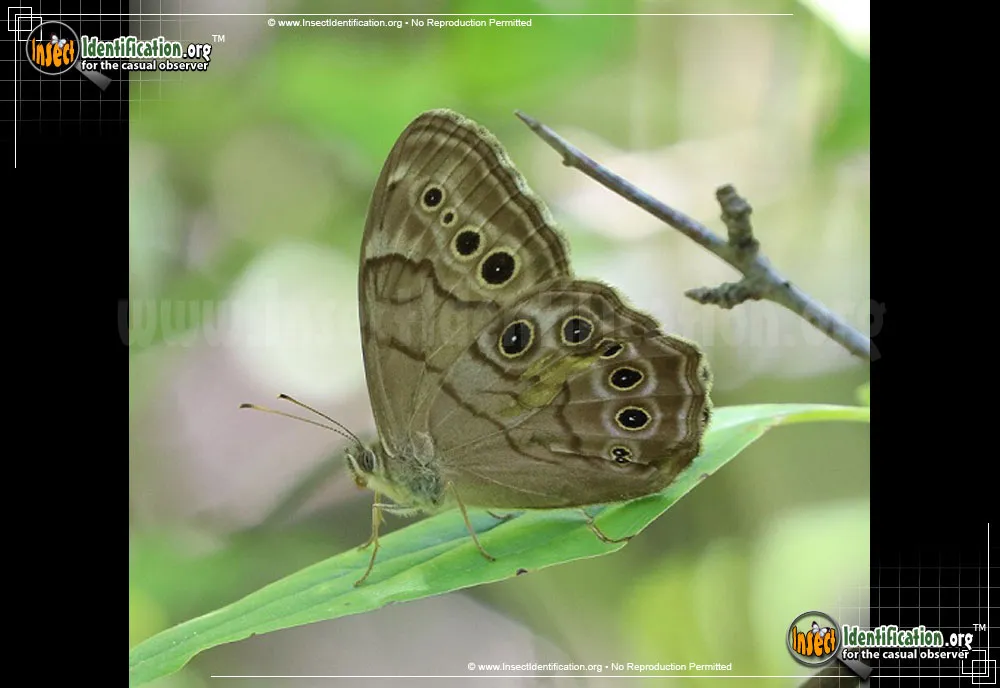 Northern Pearly-eye - Lethe anthedon