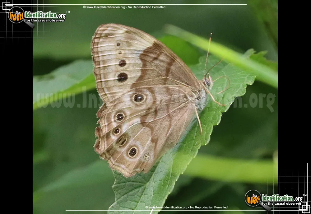 Northern Pearly-eye - photo 3