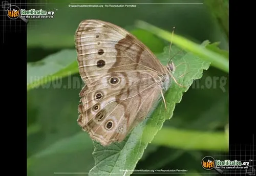 Northern Pearly-eye - photo 4