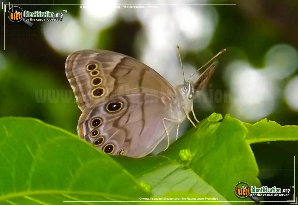 Northern Pearly-eye - photo 5