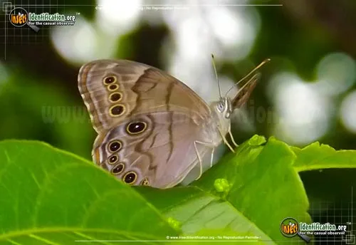 Northern Pearly-eye - photo 6