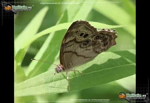 Northern Pearly-eye - photo 8