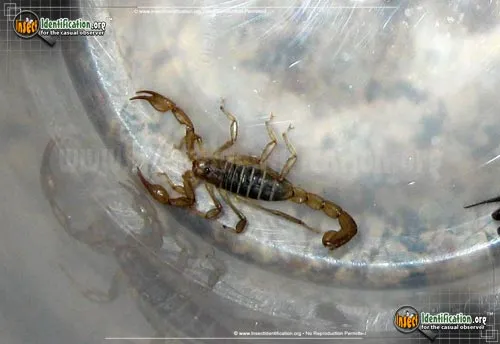 Northern Scorpion - photo 2