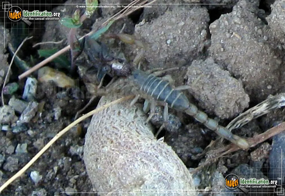 Northern Scorpion - photo 3