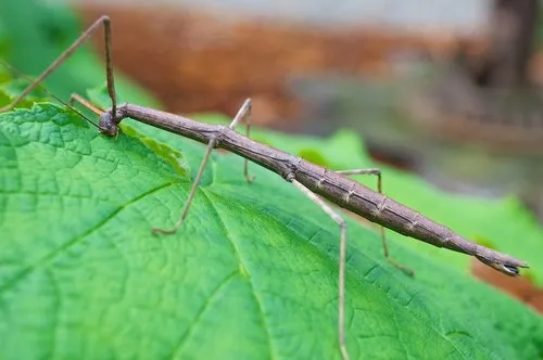 Northern Walkingstick