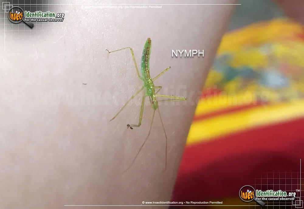 Northern Walkingstick - photo 4