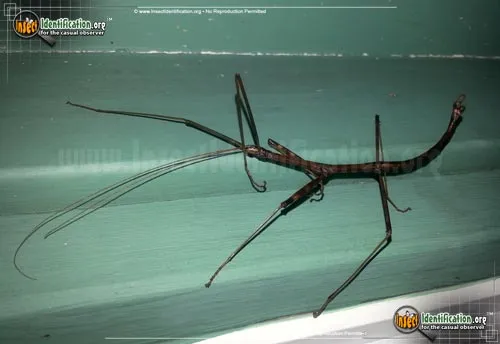 Northern Walkingstick - photo 5