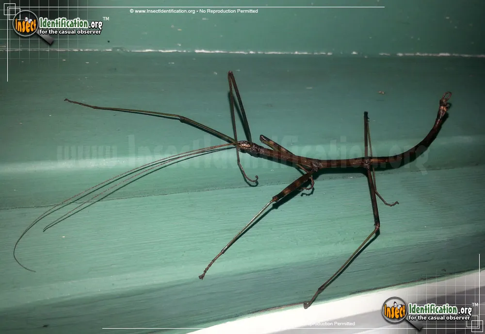 Northern Walkingstick - photo 6