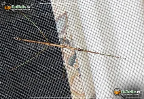 Northern Walkingstick - photo 7