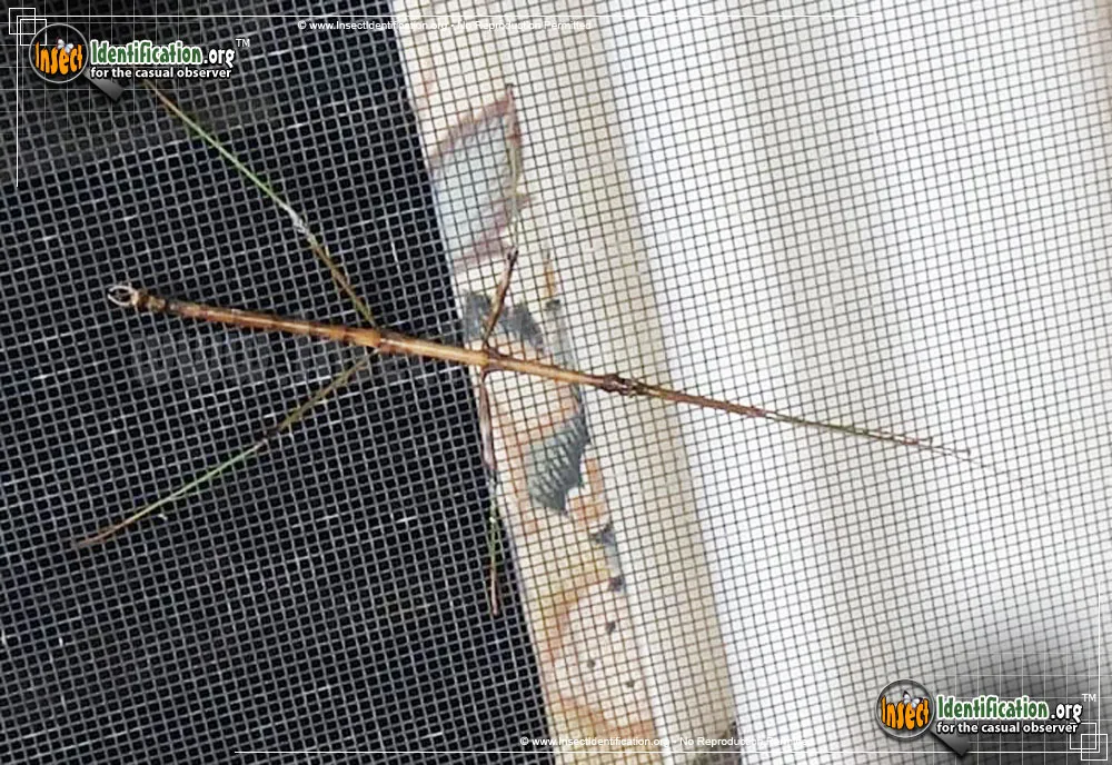 Northern Walkingstick - photo 8