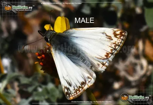 Northern White-Skipper - photo 2