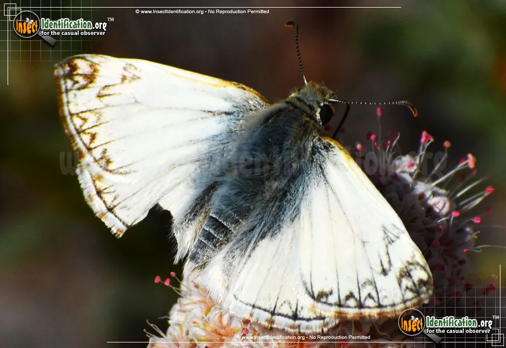 Northern White-Skipper - photo 3